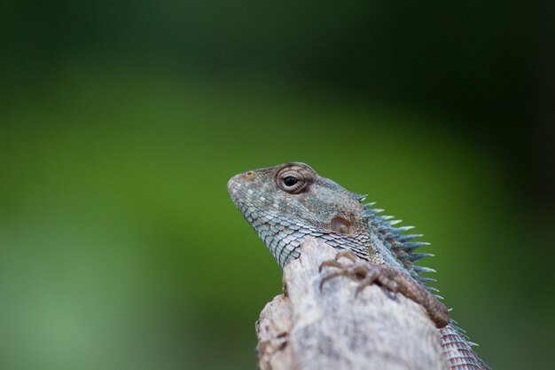 Lagarto jardim