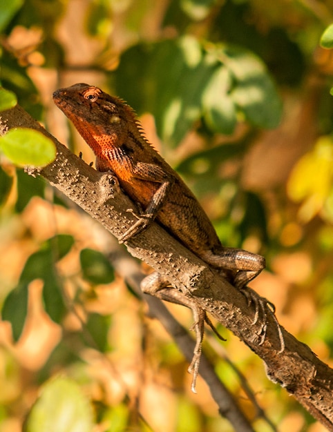 Lagarto de jardín asiático