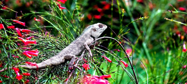 Lagarto de jardín o también conocido como lagarto de plantas orientales descansando tranquilamente en la rama de una planta