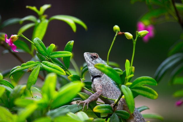 Lagarto de jardín o también conocido como lagarto de plantas orientales descansando tranquilamente sobre la rama de una planta