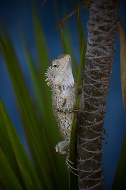 Lagarto de jardín o también conocido como lagarto de plantas orientales en la rama de una planta