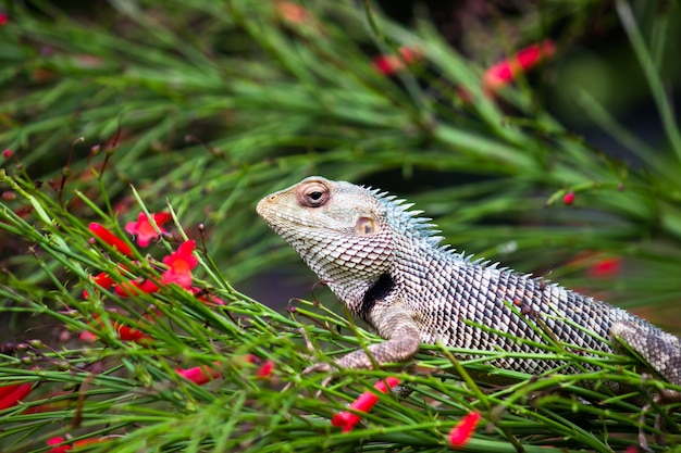 Lagarto de jardín o también conocido como lagarto de plantas orientales en la rama de una planta