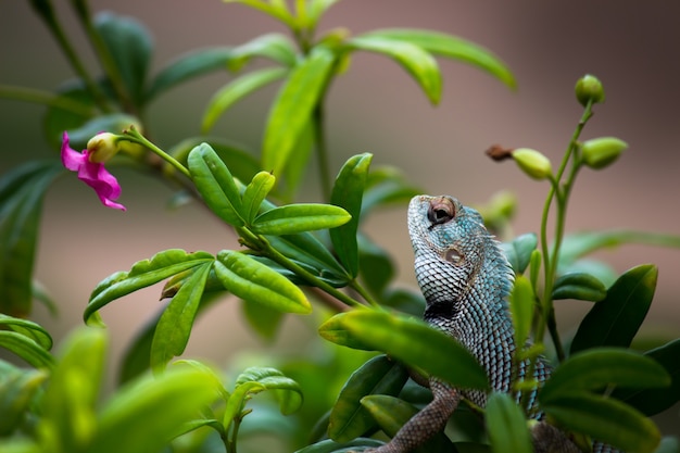 Lagarto de jardín o también conocido como lagarto de plantas orientales en la rama de una planta