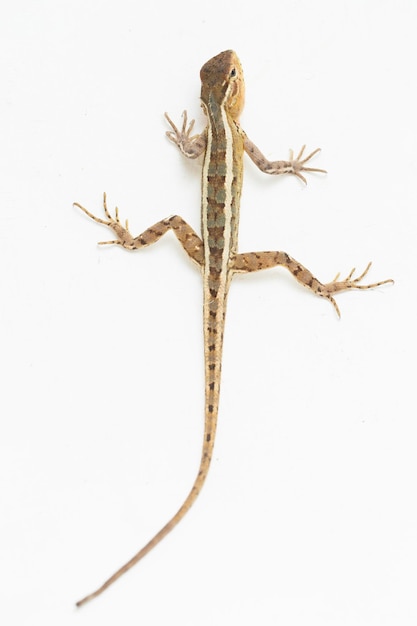 El lagarto de jardín oriental Calotes versicolor aislado sobre fondo blanco.