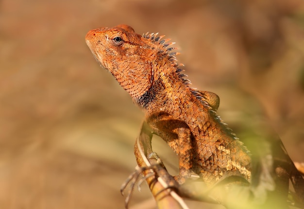 Foto el lagarto de jardín oriental calotes versicolor tomó un retrato de cerca sentado en los arbustos contra un fondo borroso