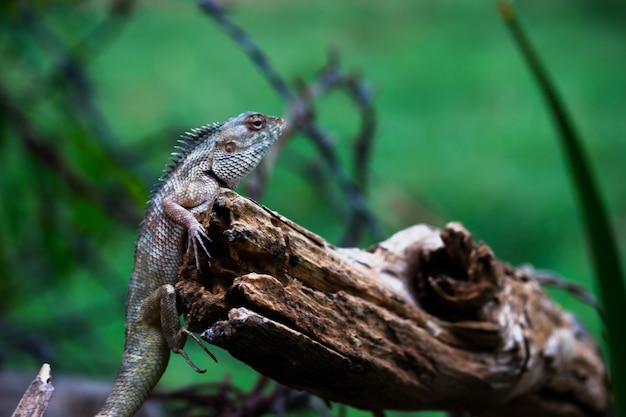 El lagarto de jardín oriental jardín oriental o chupasangre o lagarto cambiable descansando sobre un registro