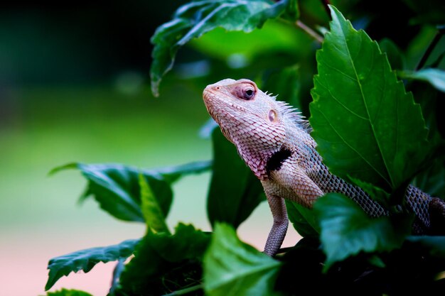 El lagarto de jardín oriental lagarto de jardín oriental chupasangre o lagarto cambiable descansando sobre plantas