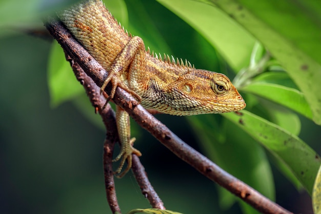 Lagarto de jardín oriental en una rama