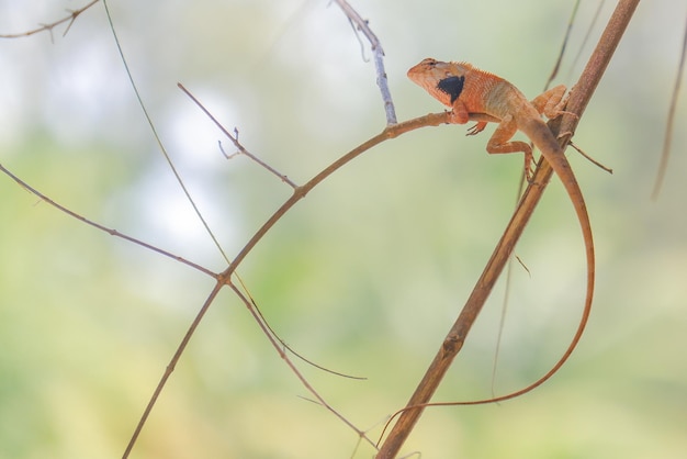 Foto lagarto de jardín oriental