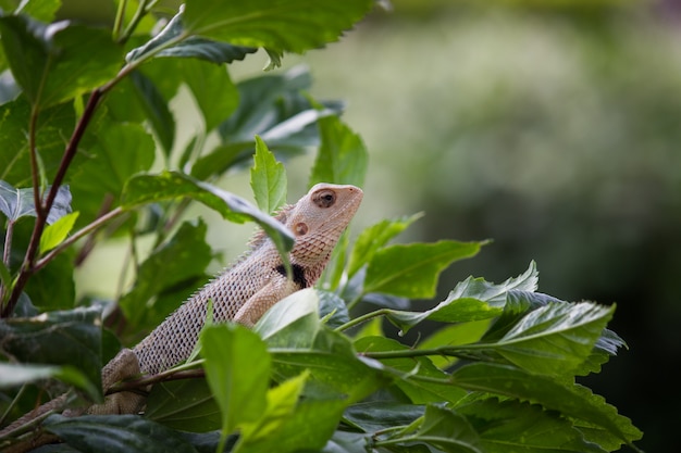 Foto lagarto de jardín en la planta