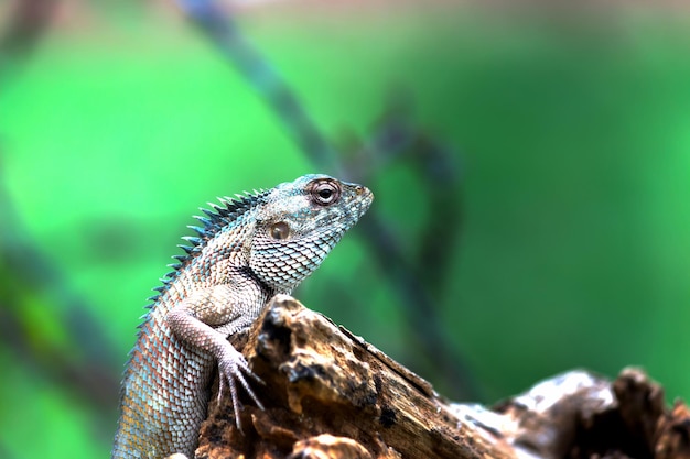 Lagarto de jardín en la rama de una planta en su hábitat natural