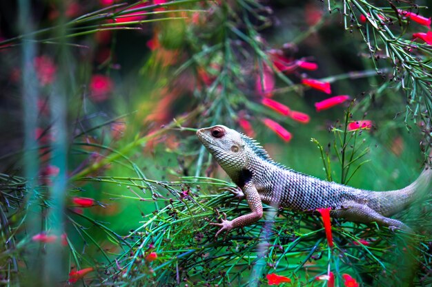 Lagarto de jardín en la rama de una planta en su hábitat natural