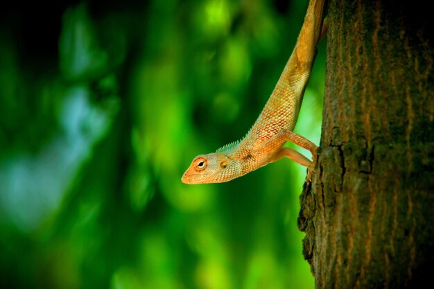 Lagarto de jardín en el tronco del árbol