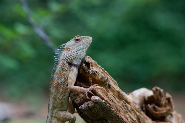 Lagarto de jardín