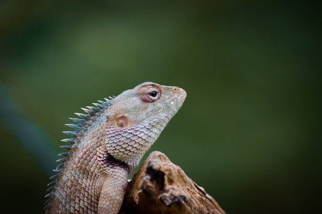 Lagarto de jardín