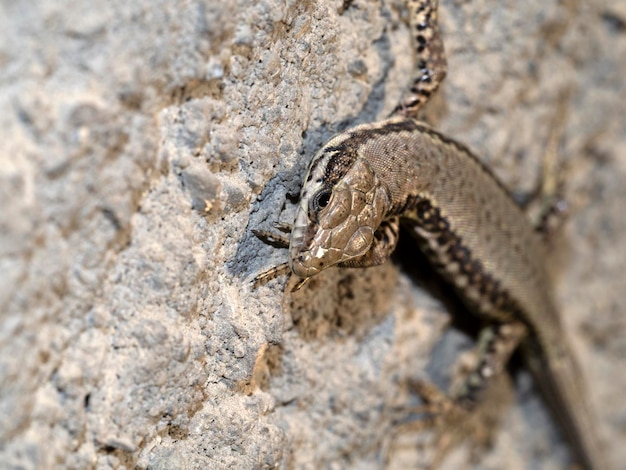 Lagarto joven cerrar macro