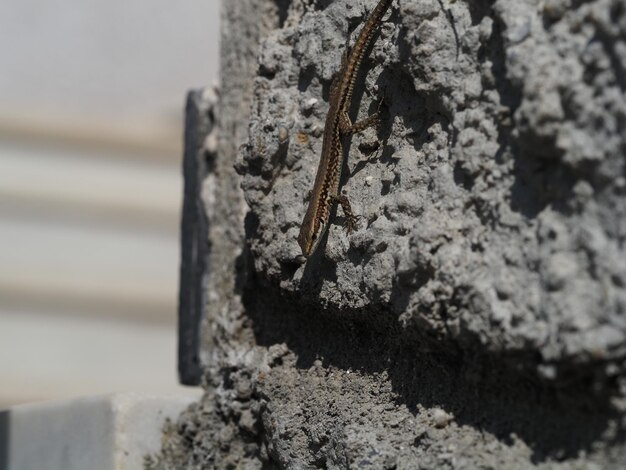 Lagarto joven cerrar macro