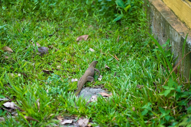 Lagarto komodo caminha no gramado no parque