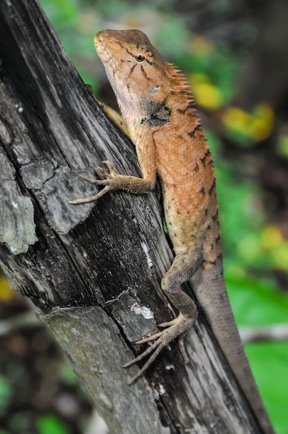 Foto lagarto laranja