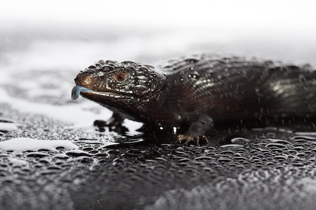 Foto lagarto de lengua azul negra en un entorno húmedo y oscuro y brillante