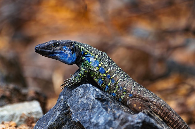 Lagarto macho em uma rocha Gallotia galloti eisentrauti Ilhas Canárias Espanha