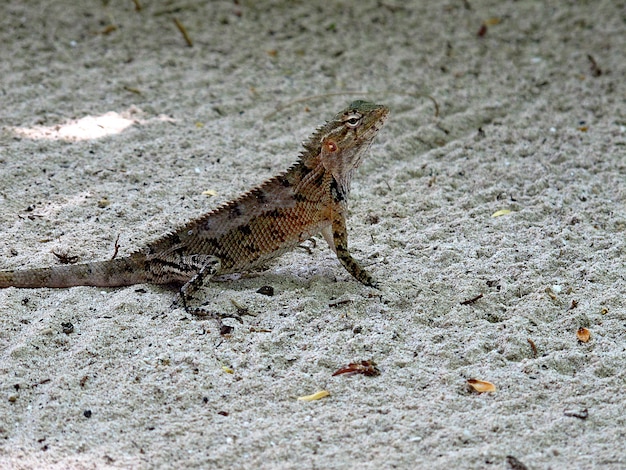 El lagarto en Maldivas, Océano Índico