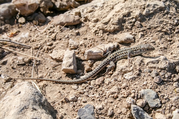 Lagarto manchado arrastrándose sobre terreno rocoso