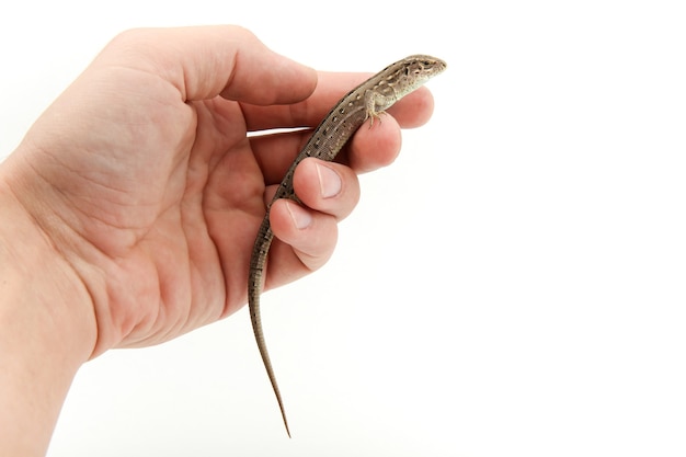 lagarto en la mano de un hombre sobre un fondo blanco