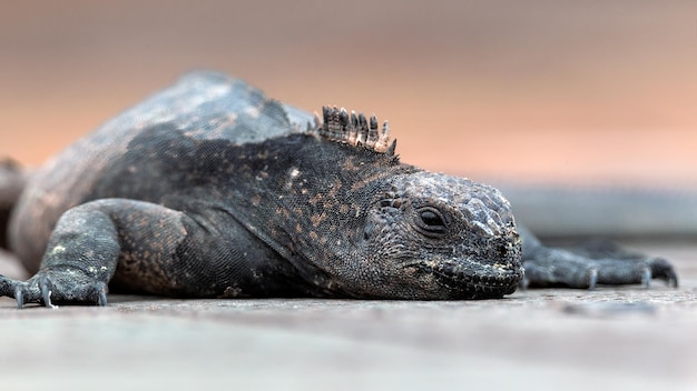 Lagarto marinho Galápagos