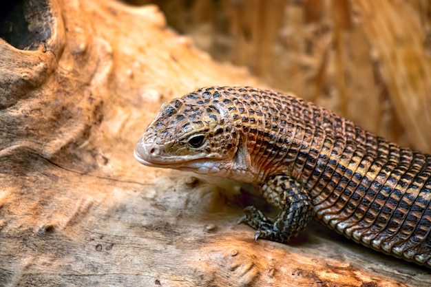 Lagarto marrom lindo se aquecendo sob o sol