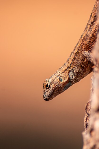 Foto lagarto marrón en el sur de california