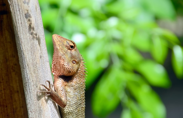 Lagarto marrón