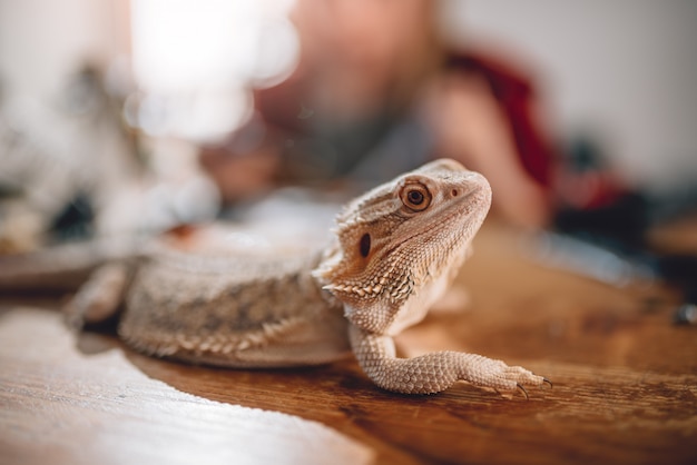 Lagarto en la mesa de madera