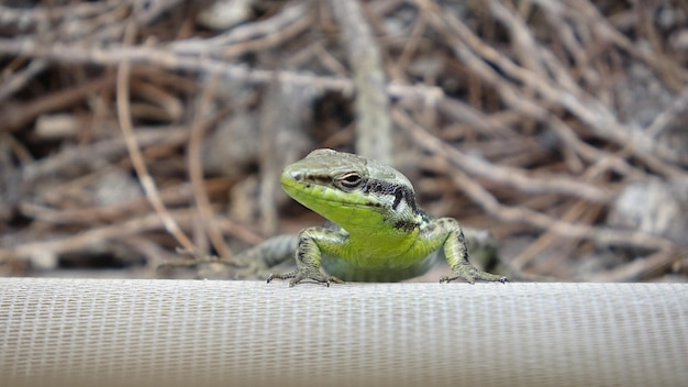 Foto lagarto en mi ventana