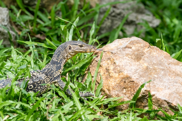 Un lagarto mirando