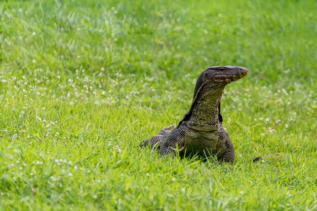 Lagarto monitor de agua sobre la hierba verde