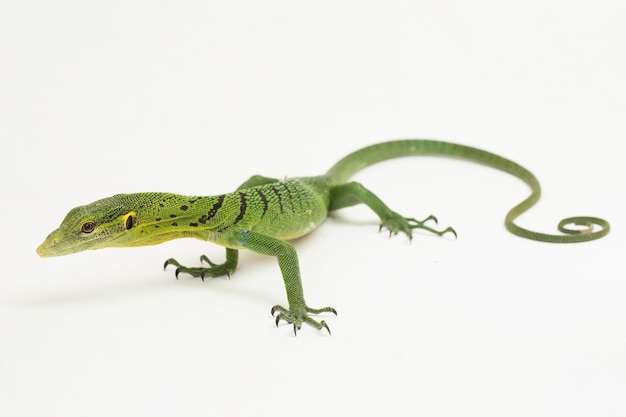 El lagarto monitor de árbol verde esmeralda (Varanus prasinus) aislado sobre fondo blanco