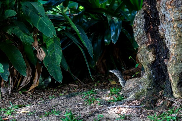 Un lagarto monitor se arrastró por el suelo húmedo en la base de un árbol en algunas universidades esto es la norma