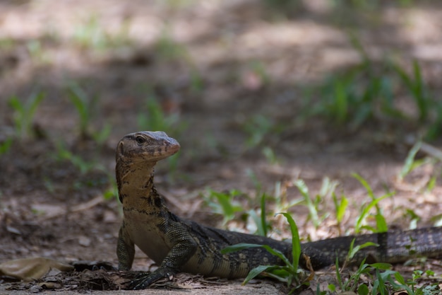 Lagarto monitor de água asiática natureza ao ar livre em um parque