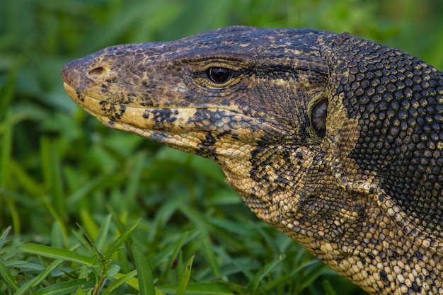 Lagarto monitor de água, varanus na grama verde