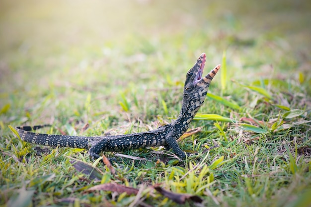 el lagarto monitor está enojado con un fondo natural