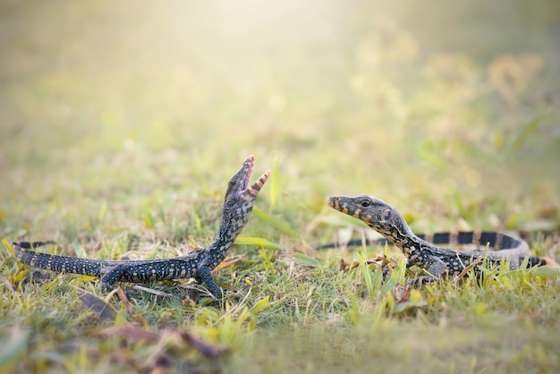 el lagarto monitor está enojado con un fondo natural