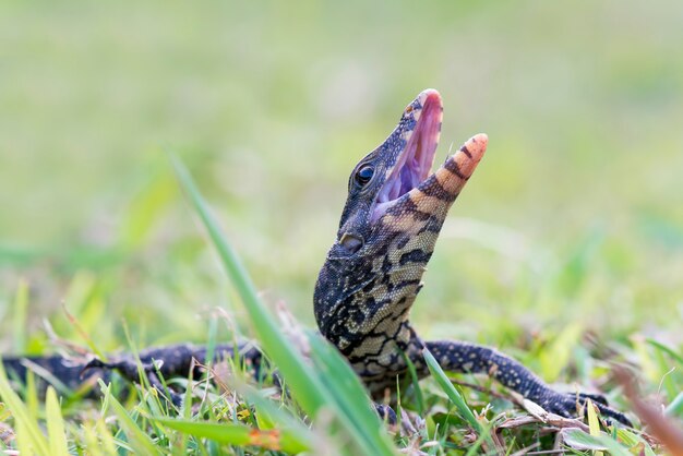 el lagarto monitor está enojado con un fondo natural