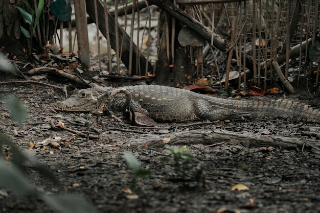 Un lagarto monitor está tirado en el suelo en la jungla.