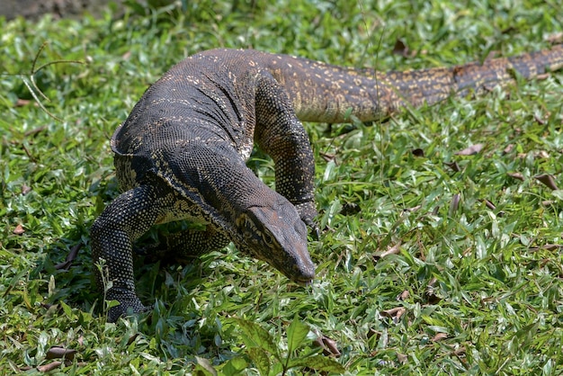 Lagarto monitor grande andando na grama