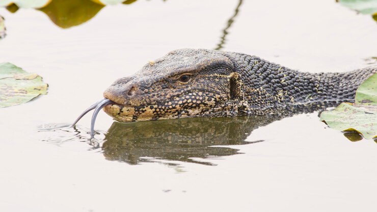 Foto lagarto monitor grande no canal