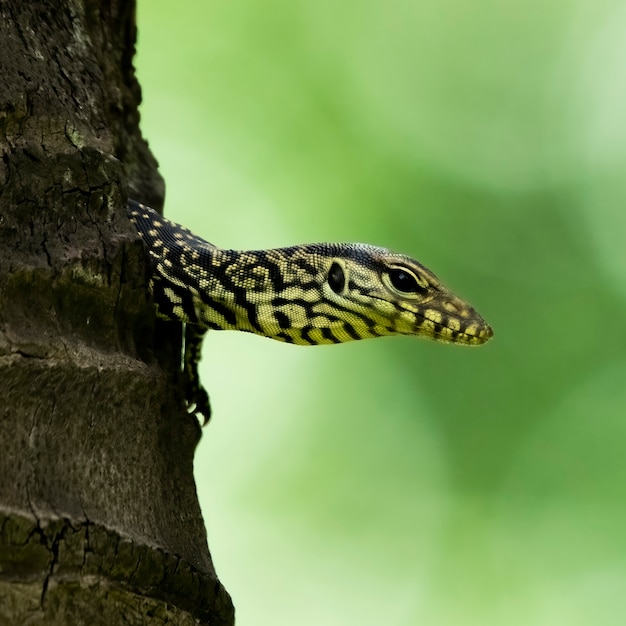 Foto lagarto monitor juvenil