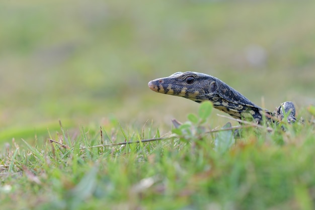 Lagarto monitor no jardim