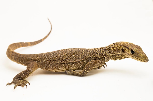 El lagarto monitor nublado (Varanus nebulosus) aislado sobre fondo blanco.