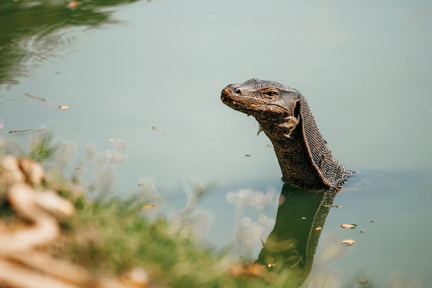 Lagarto monitor en el parque Lumphini Bangkok Thailand